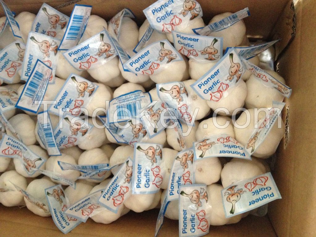 Natural Fresh 5cm Snow White Garlic 3p Small Packing In Carton Box