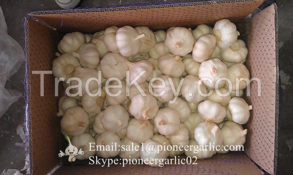 Chinese Fresh Jinxiang Pure White Snow White Garlic Packed In 5kg/10kg Box/ Mesh Bag