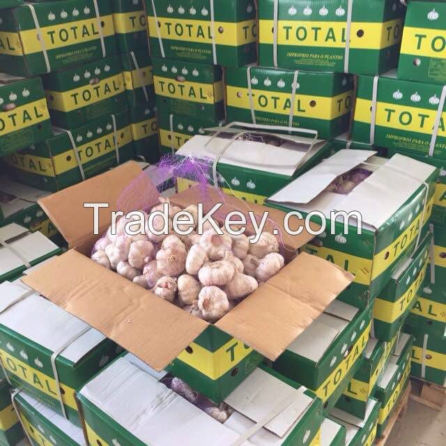 New Crop 4.5cm Normal White Fresh Garlic In 10 kg Box Packing