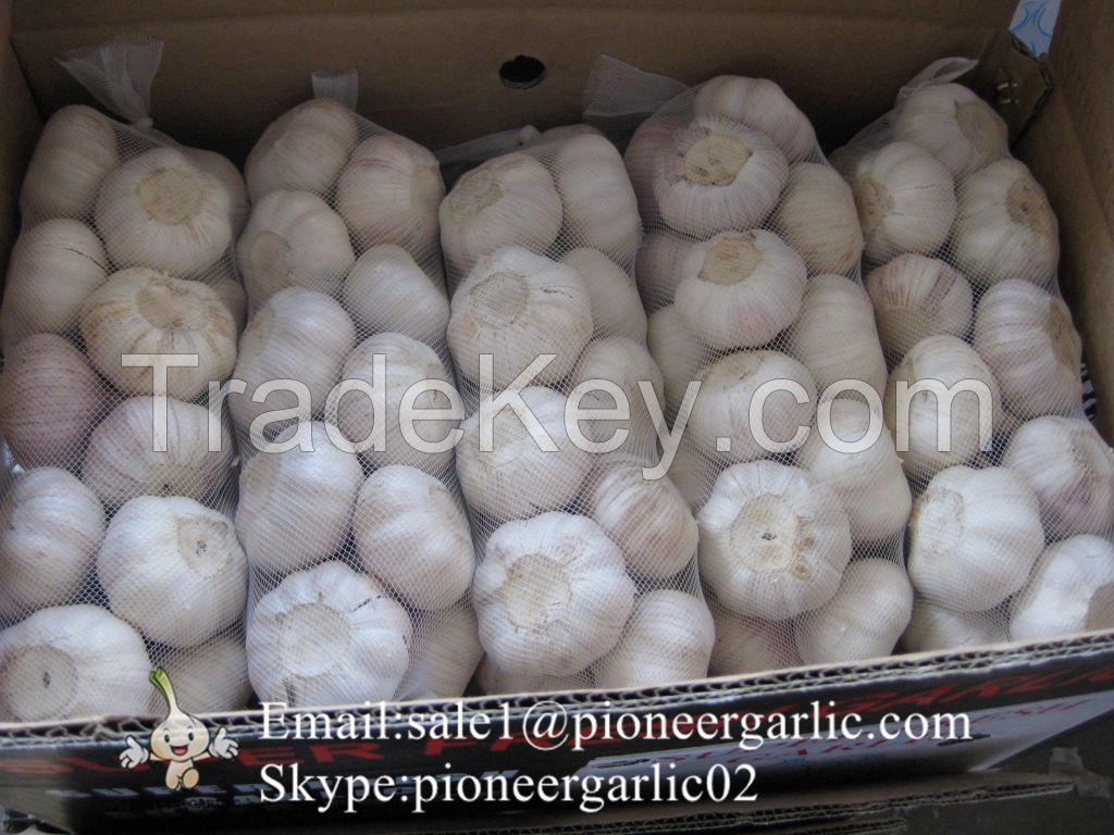 Chinese Natural 5.5cm Red Garlic Loose Packing In 10kg Carton Box