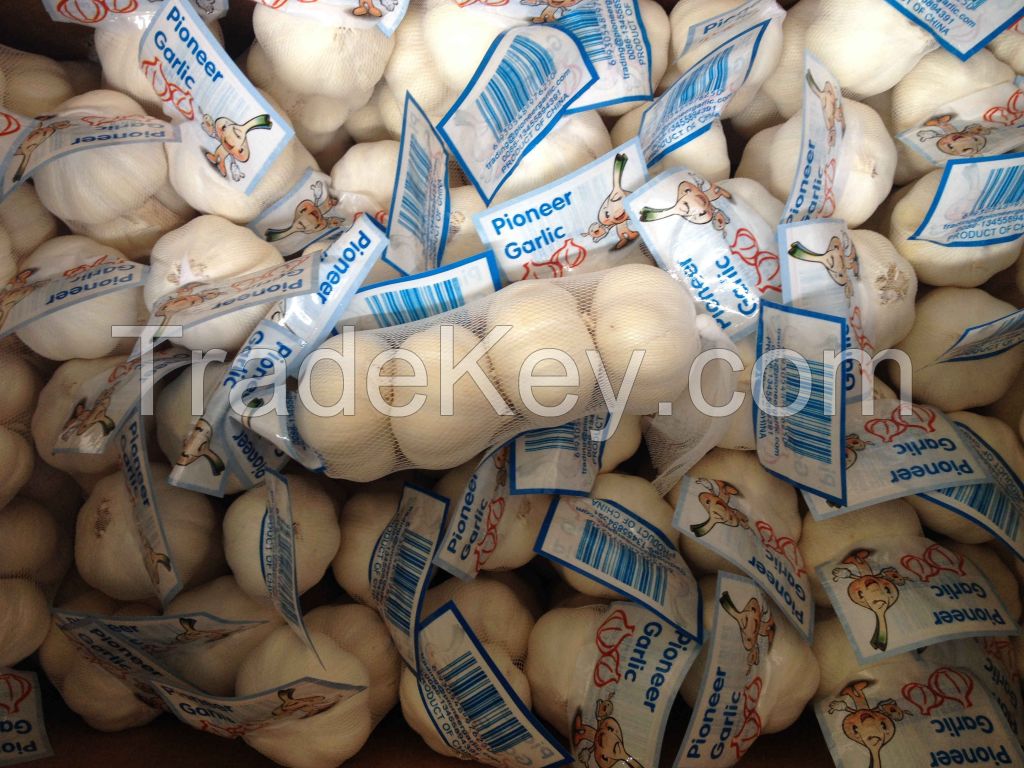 100% Nature Made 5.5cm Pure White Garlic Cultivated In Jinxiang Shandong China