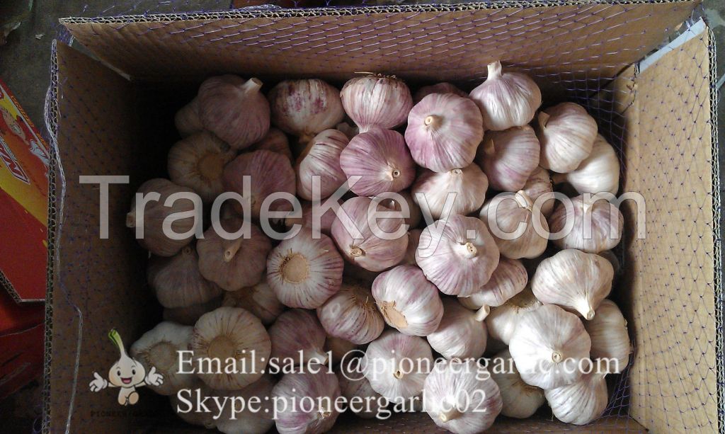 Chinese Natural 5.5cm Red Garlic Loose Packing In 10kg Carton Box