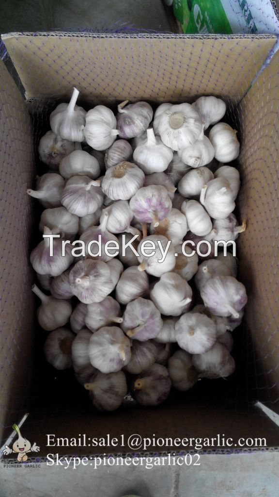 Chinese Natural 5.5cm Red Garlic Loose Packing In 10kg Carton Box