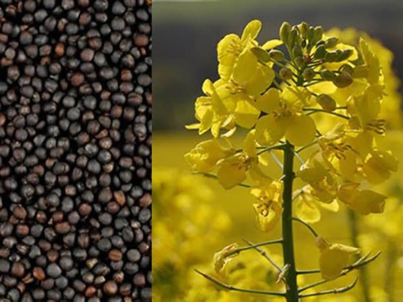 Rapeseed Meal