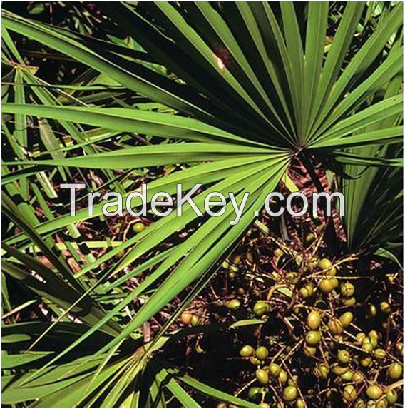 High Quality Natural Saw Palmetto Extract 25%-45% Fatty Acid