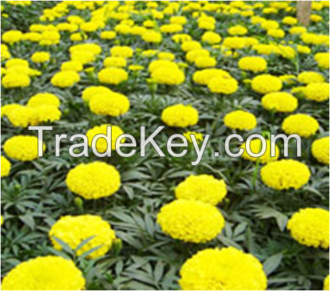 100% Natural Marigold Flower extract