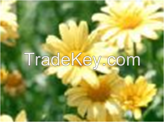China Supply High Quality Pure Natural Chamomile Extract