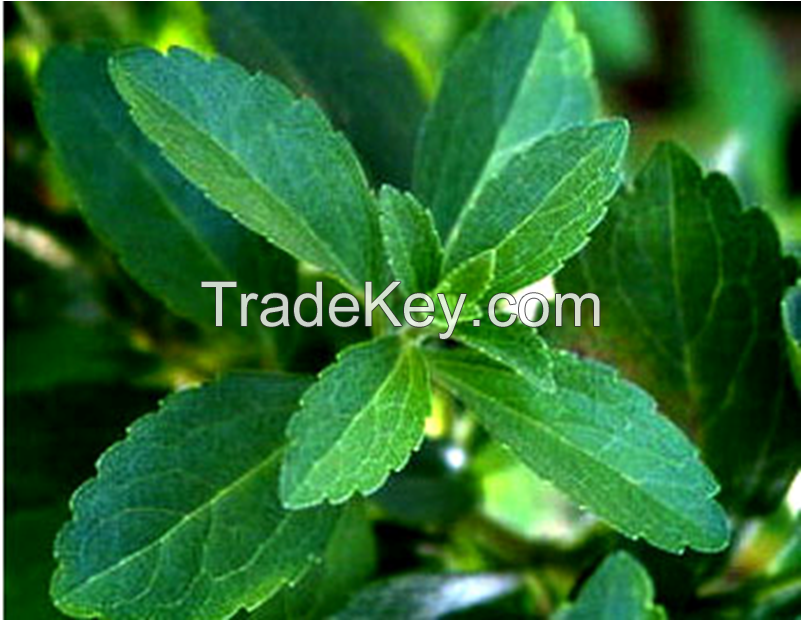 Organic Stevia Extract Powder in Bulk