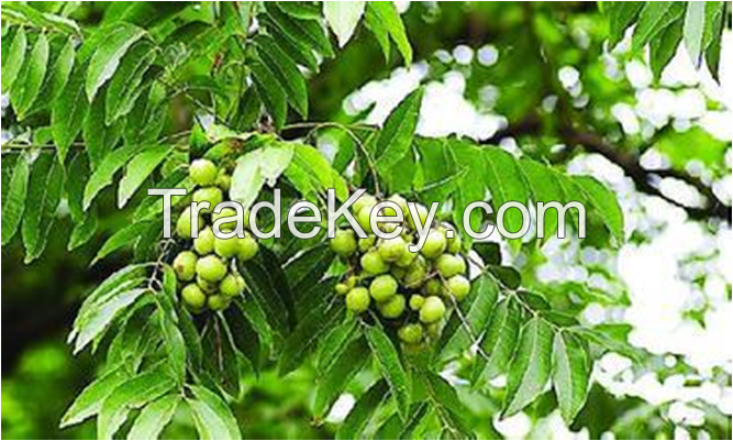 natural tribulus terrestris extract with cheap price