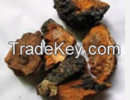 Chaga Extract