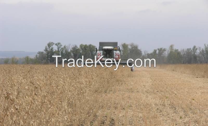 soybeans from Vladivostok, Russia