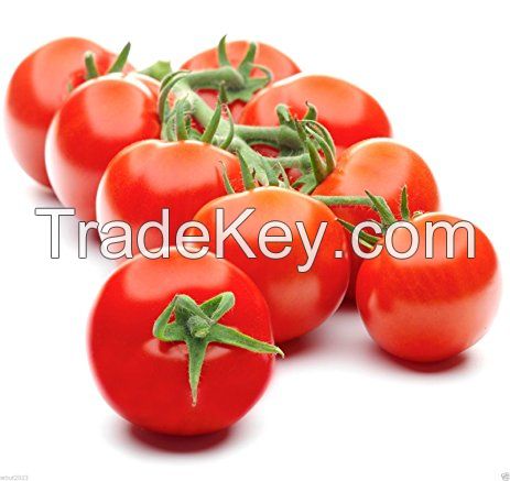 Tomato Seeds