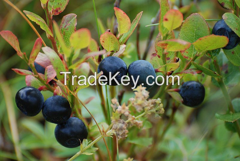 Vaccinium Myrtillus freeze dried Wild Bio Bilberry from Finland