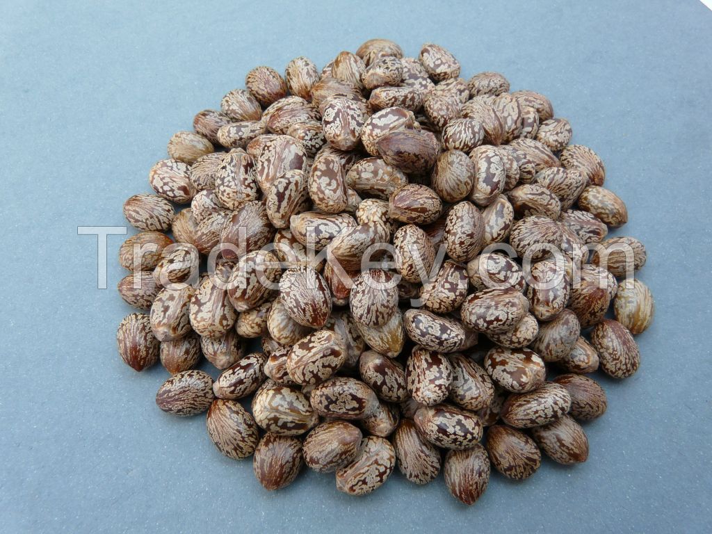 Castor Seeds /cotton /jatropha/rape And Sesame Seeds