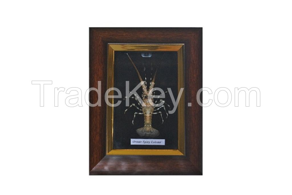 Photo Framed Lobster