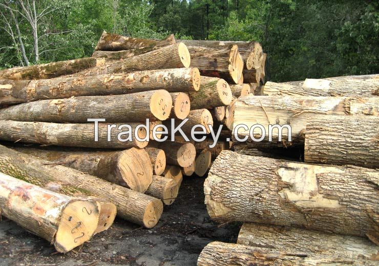 Ash, Pine, Poplar, Oak Logs. Best Quality