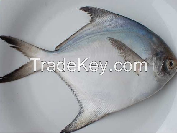 White Pomfret