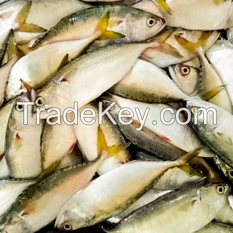 Indo-Pacific Mackerel