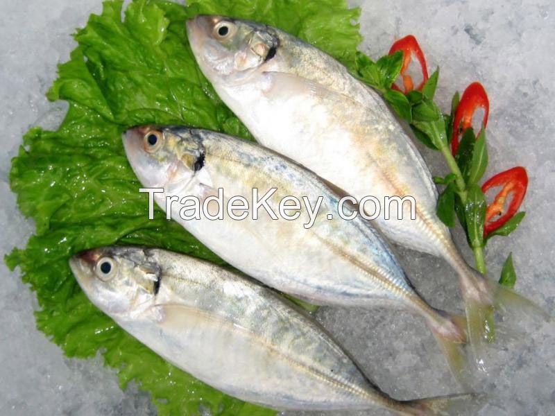 Indian Mackerel