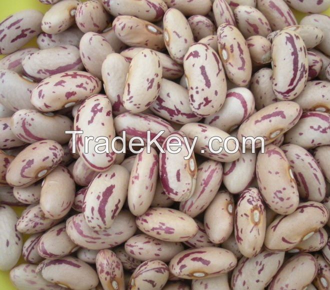 Vigna Beans, Sugar Beans, Black Kidney Beans, Butter Beans, White kidney beans, Red Kidney beans.