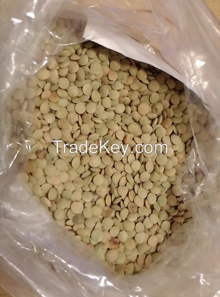 Green lentils of Russian origin crop 2017