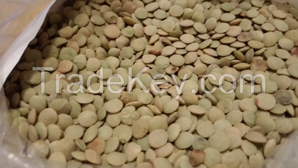 Green lentils of Russian origin crop 2017