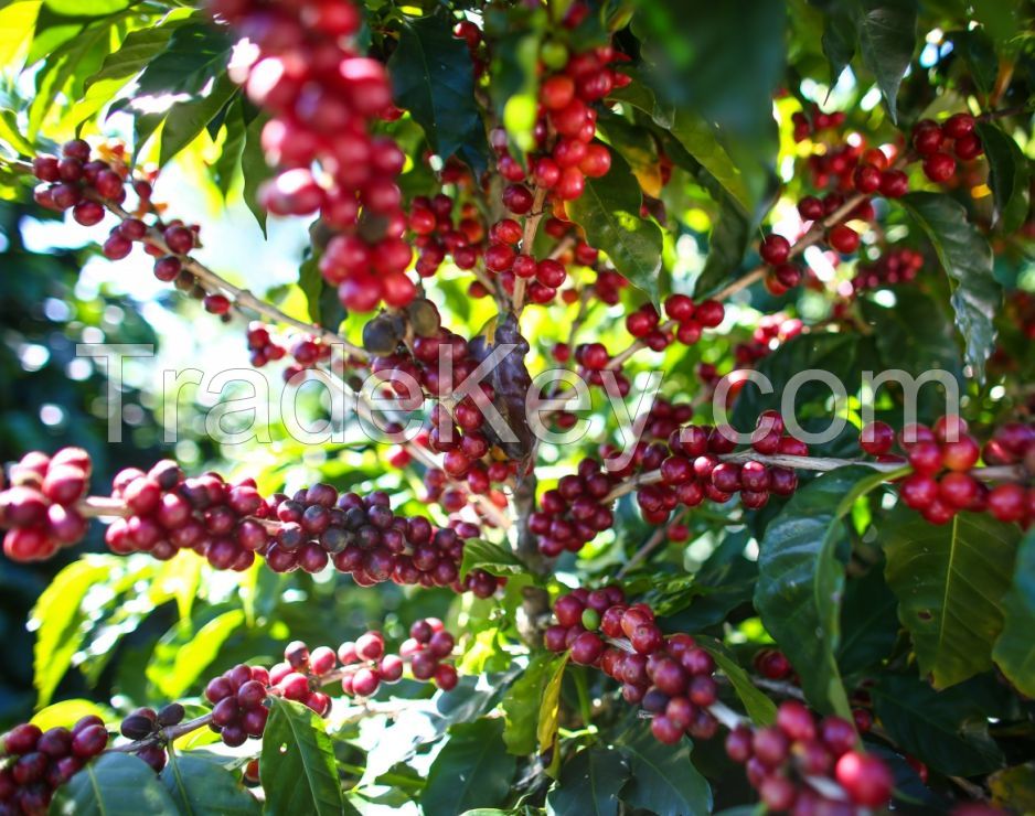 Quality Arabica Coffee direct from the farm in Brazil
