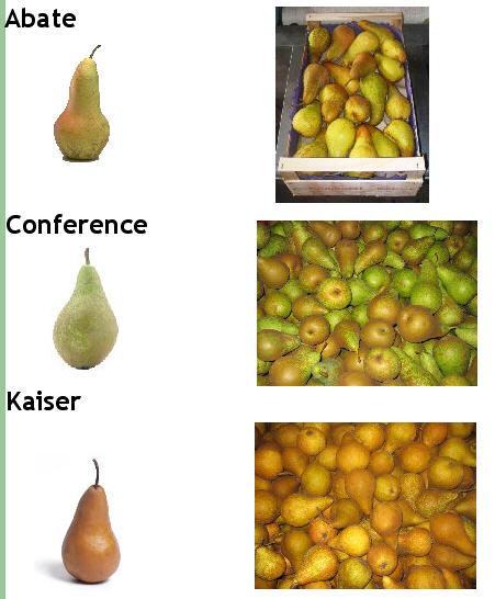 Italian Pears