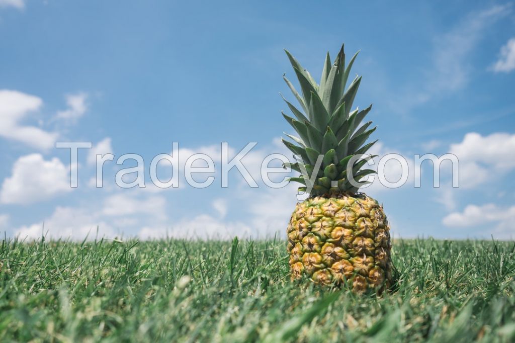 Pineapple MD2