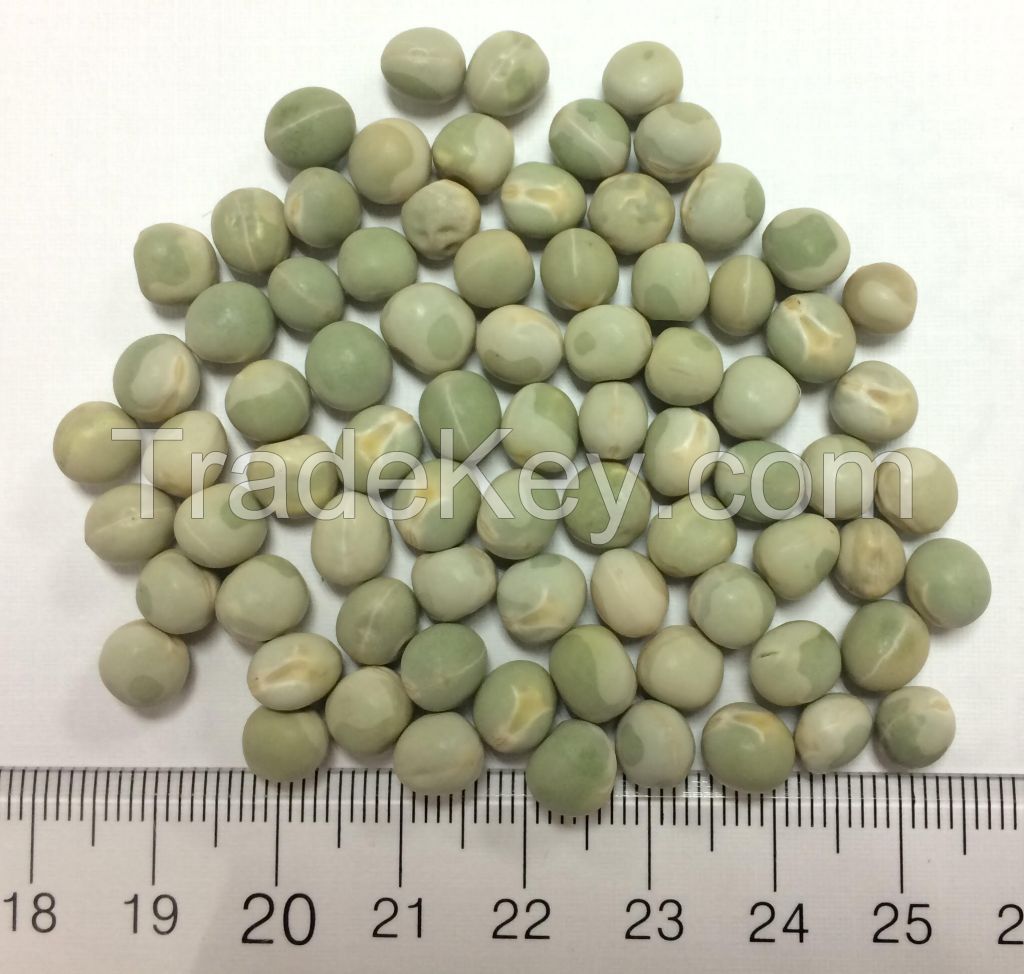 Canada Green Pea 