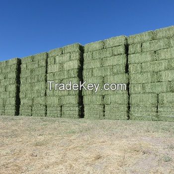 Top Quality  Alfafa Hay For Animal feeding