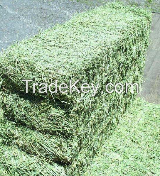 Dehydrated Alfalfa hay in Stock 