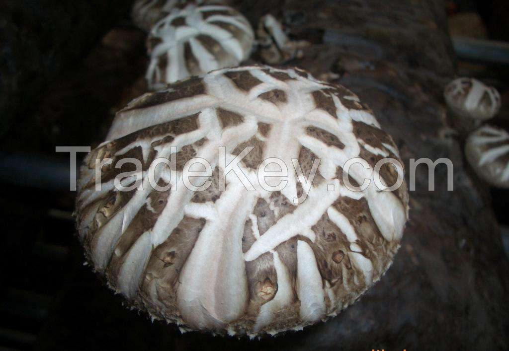 shiitake mushroom spawn growing bag