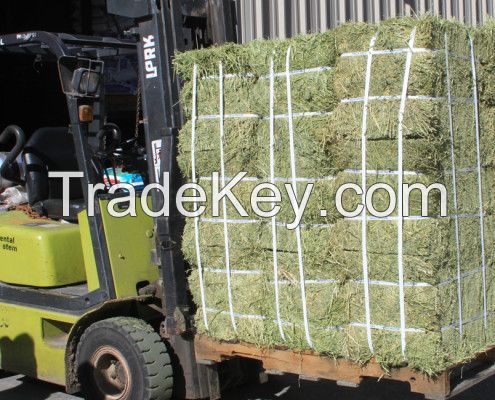 Top quality Rhodes Grass Hay and Alfalfa Hay 