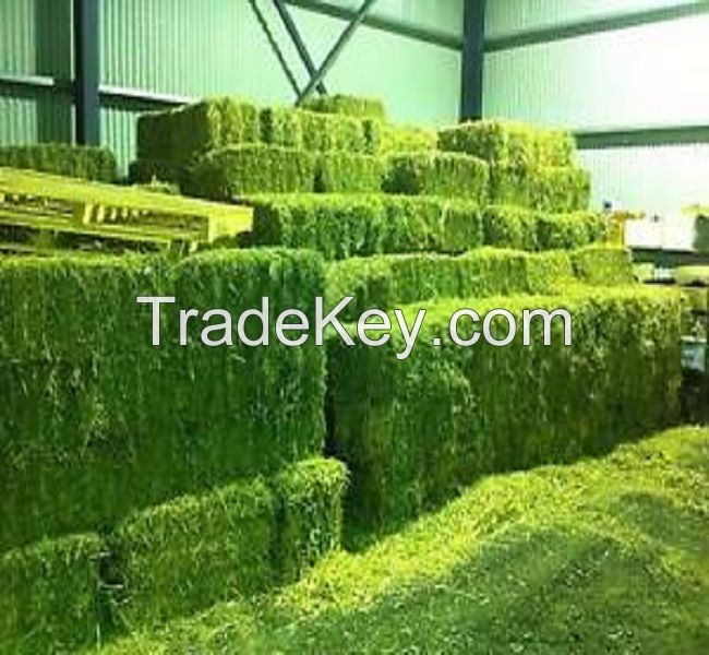 Cheap Alfafa Hay for Animal Feeding Stuff Alfalfa,hay/alfalfa hay pellets 