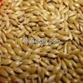 Canary Seeds For Sale 