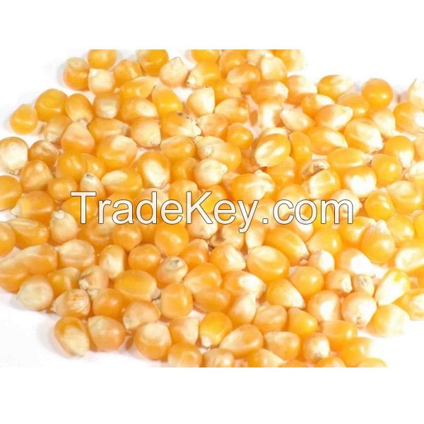 Yellow Maize, Dried Yellow Corn