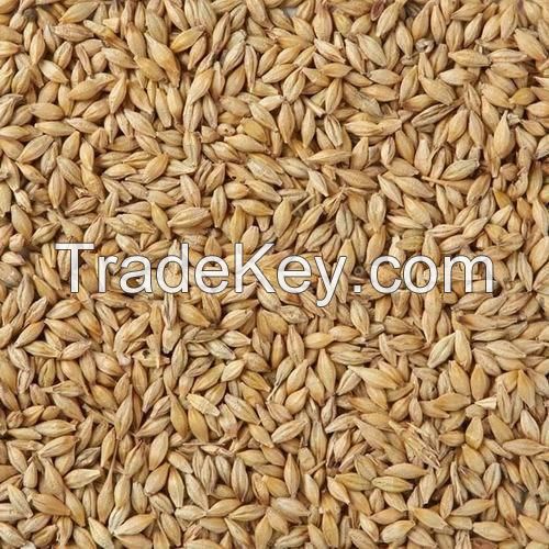 Top Quality WHEAT GRAINS /Durum Wheat in Bulk supply 