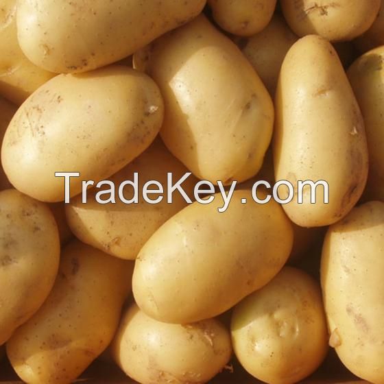 Fresh Potato, Potatoes , Spunta , Washed, Clean Potatoes For Sale