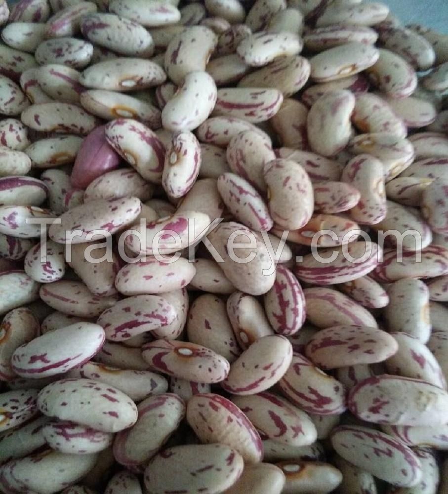 Light Speckled Kidney Beans / Pinto Beans / Sugar Beans