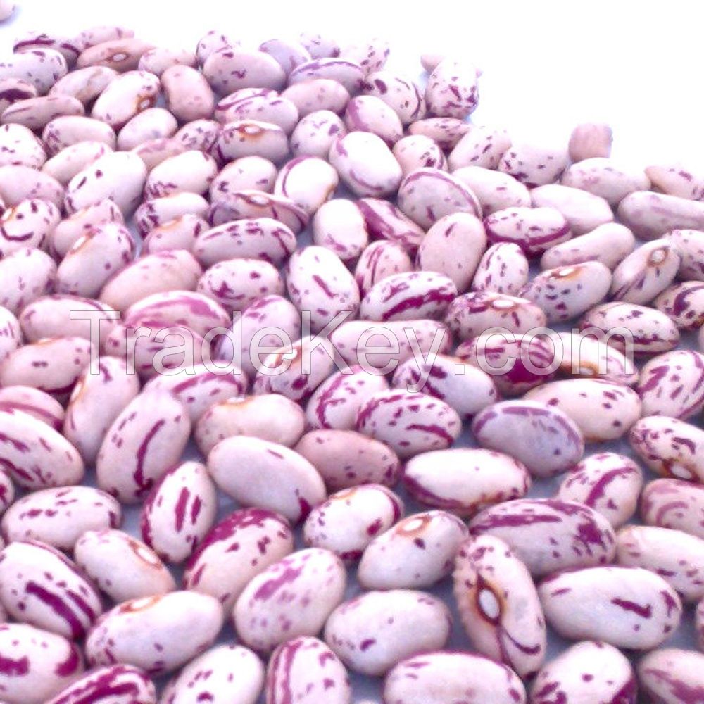 Light Speckled Kidney Beans / Pinto Beans / Sugar Beans