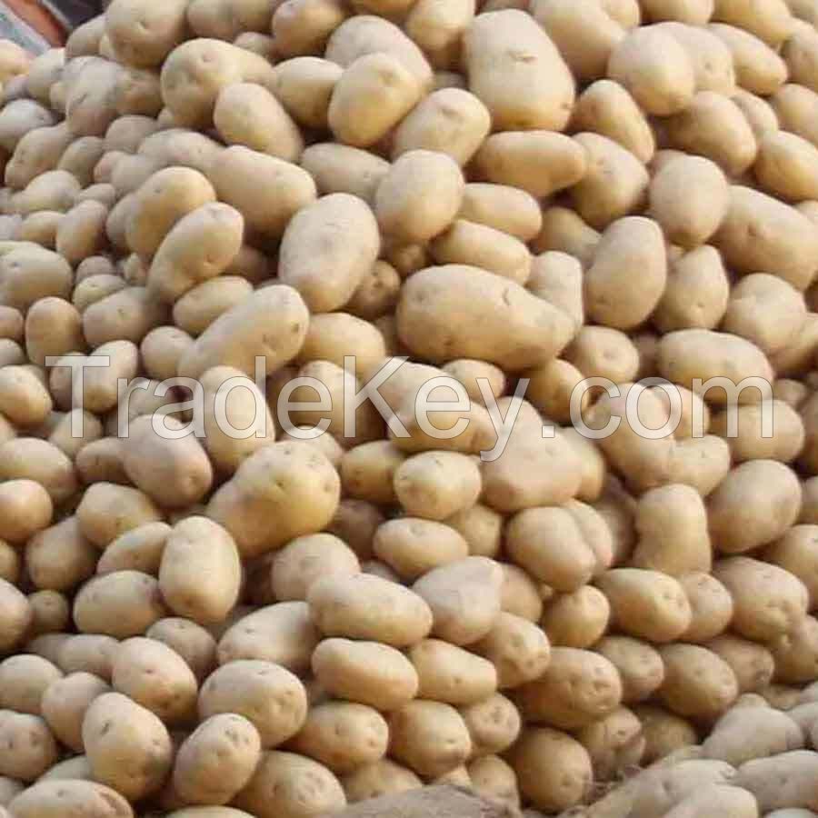 Fresh Potato/Fresh Holland Potatoes