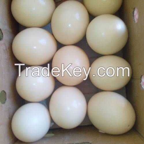 Healthy Ostrich Chicks and Fertile Eggs