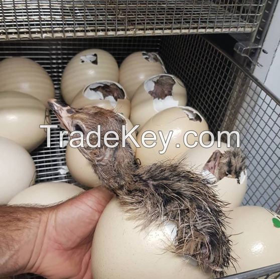 Healthy Ostrich Chicks and Fertile Eggs