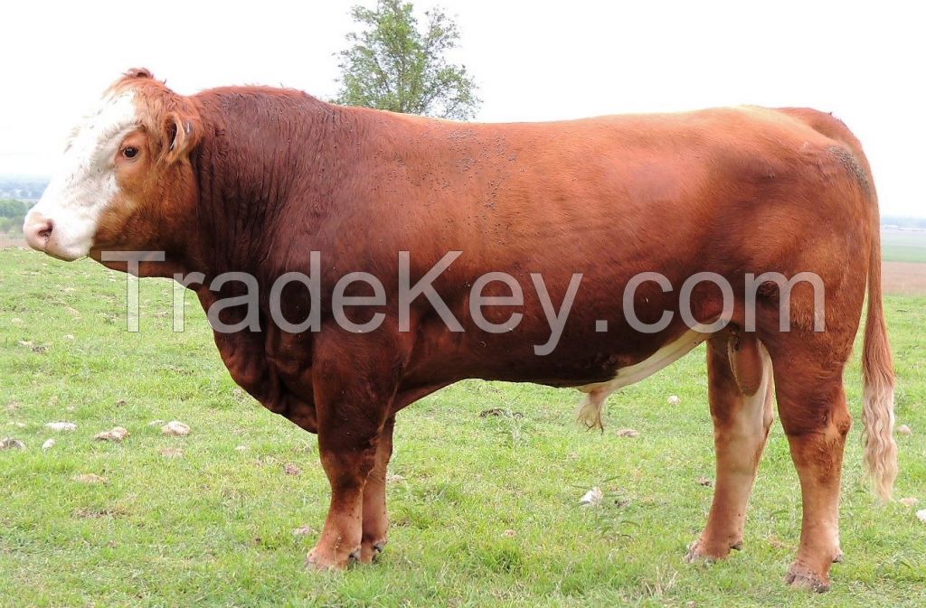 Quality Live Dairy Cows : Pregnant Holstein Heifers , Simmental Dairy Cattle , Angus Bulls