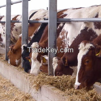 Live Friesian Holstein Heifers Pregnant Cow