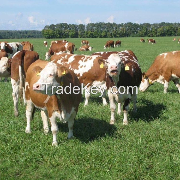 Alive Cattle/ Live Pregnant Holstein Heifers/ Live Simmental Bulls