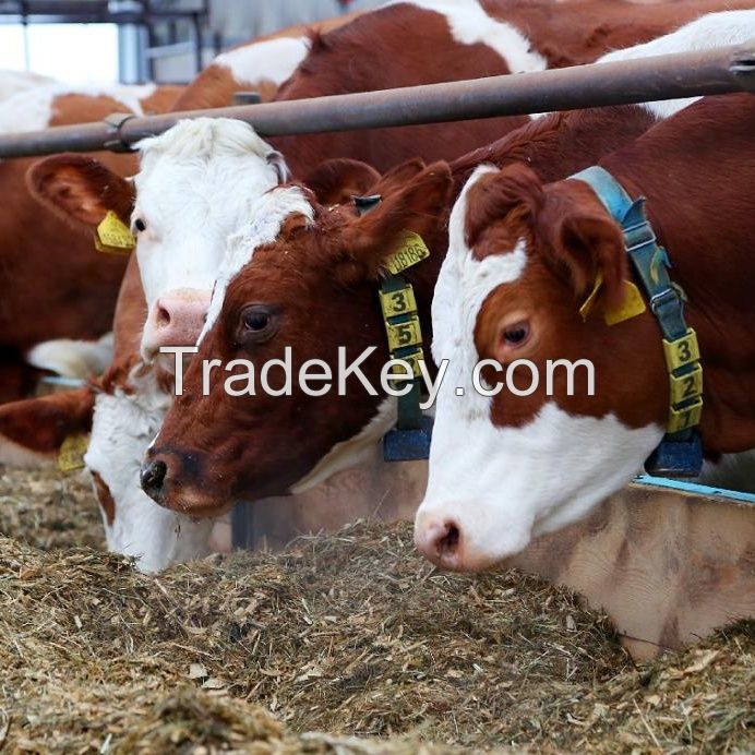 Live Friesian Holstein Heifers Pregnant Cow