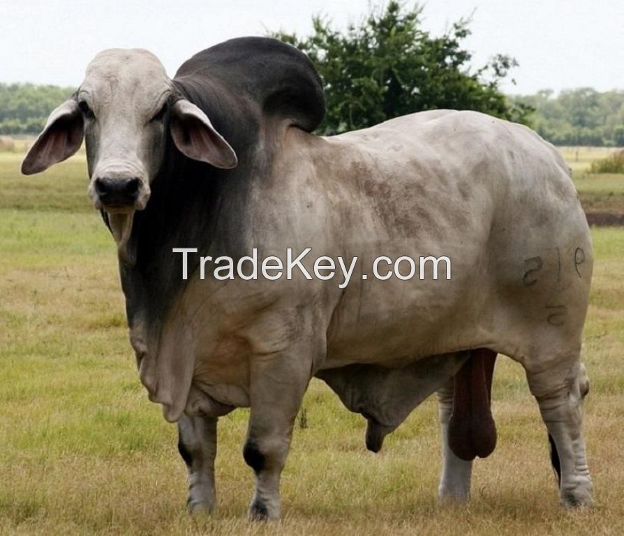 Brahman Cows, Brahman Bulls, Brahman Heifers & Brahman Calves