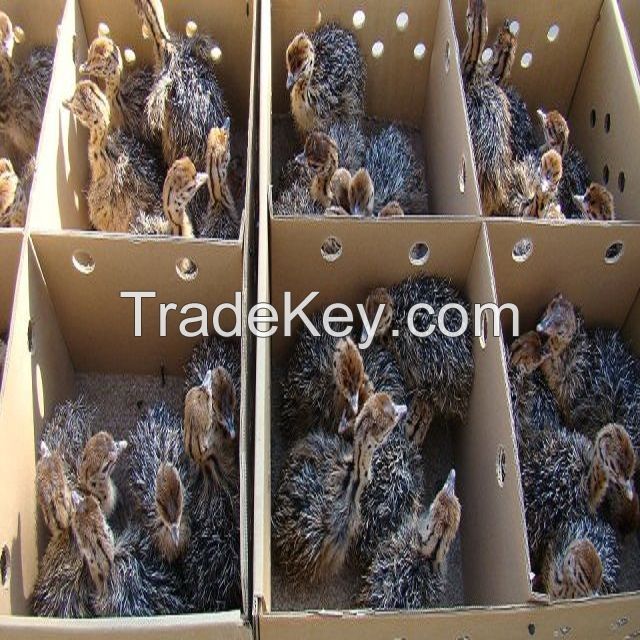Wholesale Fertile Ostrich Eggs / Ostrich chicks